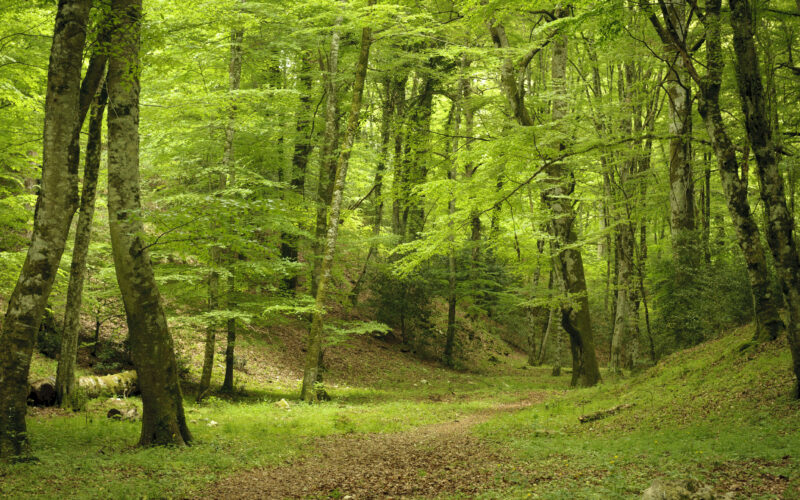 GUSTAFSSON E VON KRUSENSTIERNA SI CONFERMANO IN FORESTA UMBRA