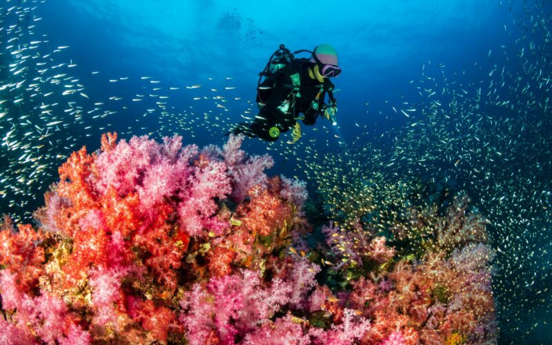 Discover the beauty of Sharm El-Sheikh’s Coral Reefs