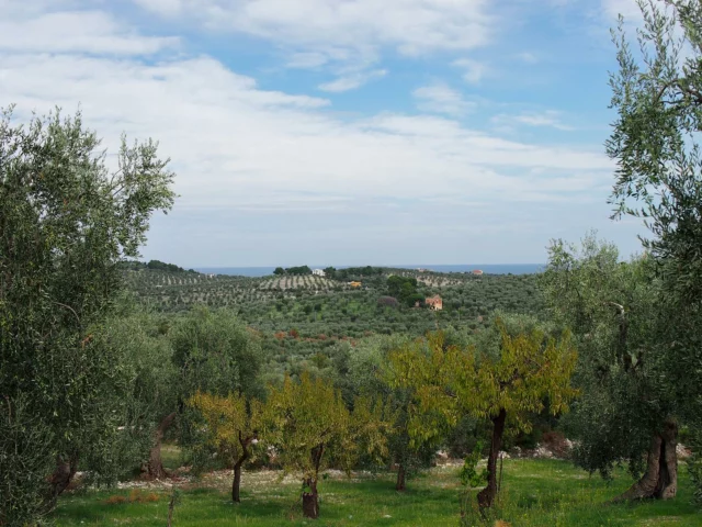 Combining orienteering with unique local experiences has always been a highlight of PWT Italia events. 

This afternoon, we had the delightful opportunity to visit two local gems. We started with a tasting of exquisite organic extra virgin olive oil from @oliodellavalle1, followed by a family-produced Italian wine in @tenutemandrione. 

These family-run farms are dedicated to nurturing their estates and their most precious resource: the land. It was a rare chance to experience the wholesome and healthy ingredients that define Italian cuisine. 

Thank you for your warm and passionate hospitality!